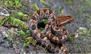 湖北有哪些毒蛇 中国哪个省毒蛇最多