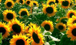 什么时候送太阳花 太阳花的花语是什么